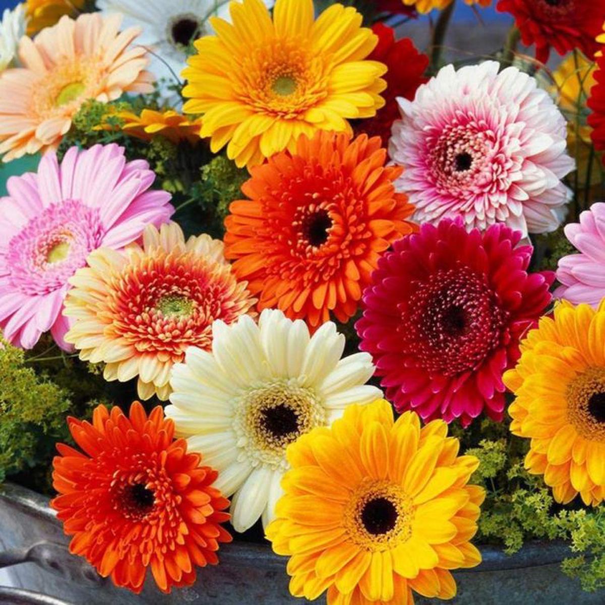 Gerbera Flower Seeds for Planting Heirloom, Non-GMO, Fragrant Blossoms Organic Garden Seeds