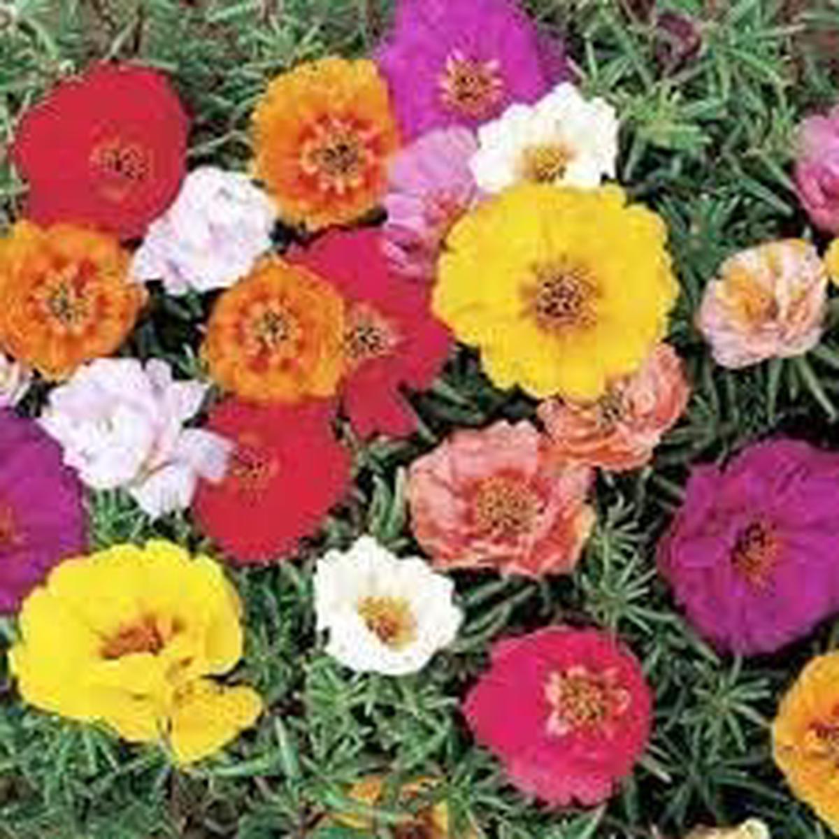 Heirloom Portulaca Flower Seeds Non-GMO, High Germination Organic Garden Seeds