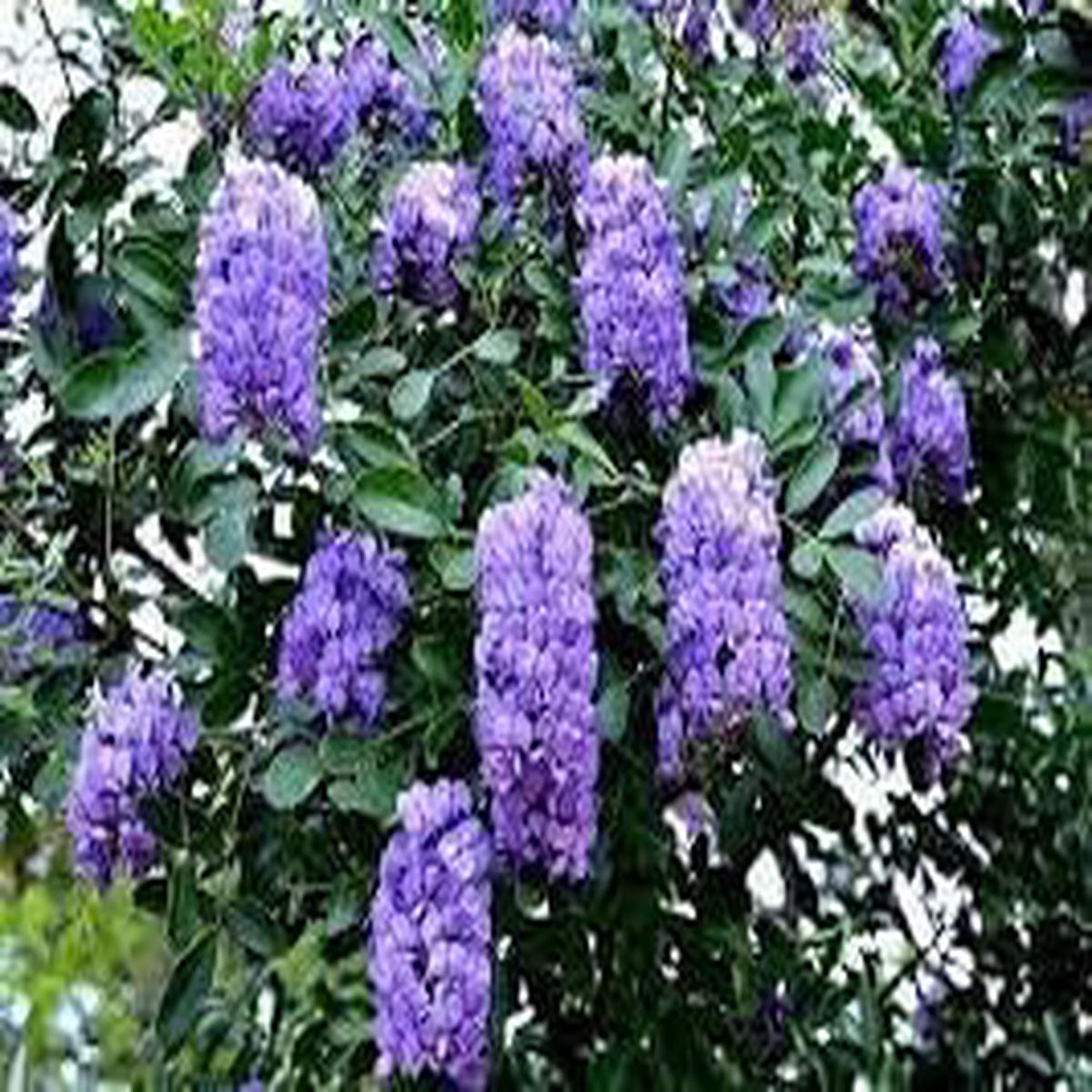 Heirloom Sophora Secundiflora Flower Seeds Non-GMO, High Germination Organic Garden Seeds