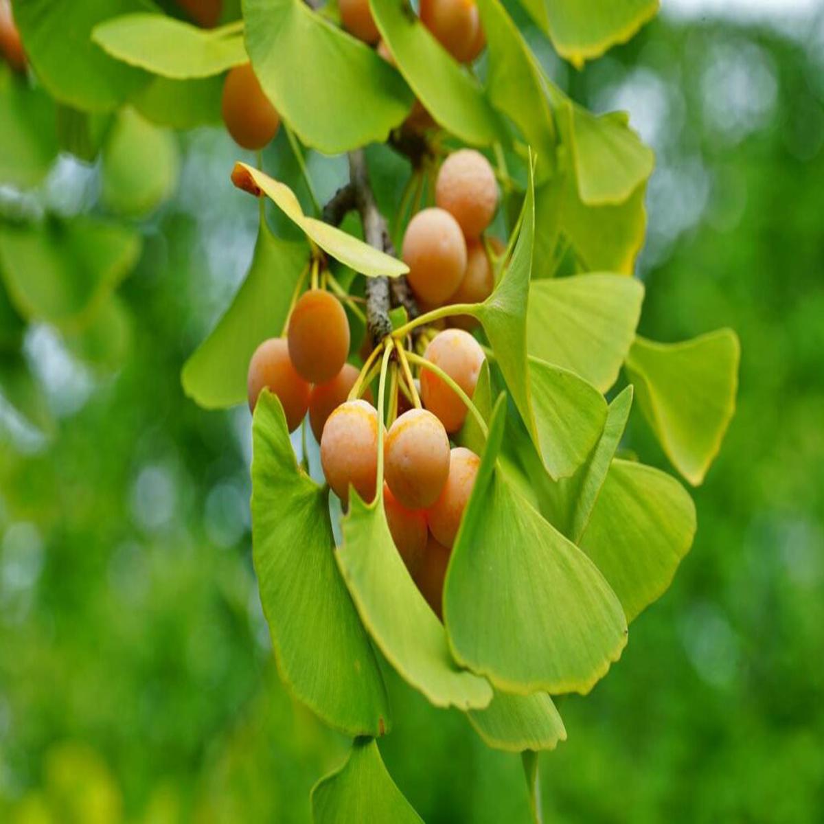 Mix Ginkgo Herb Seeds  Heirloom, Non-GMO Seeds Best for Container Garden Planting