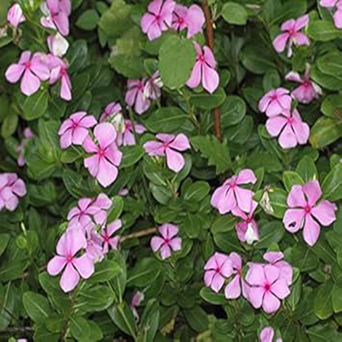 Pink Catharanthus Flower Seeds Heirloom, Non-GMO, High Germination Organic Garden Seeds