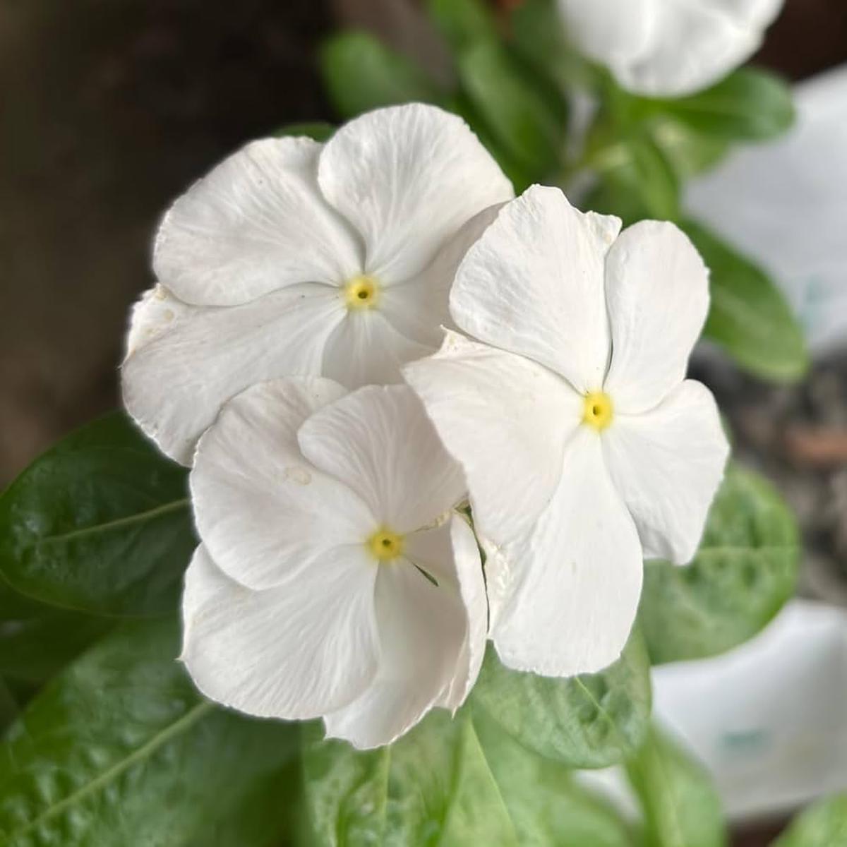 White Vinca Flower Seeds  Elegant, Low-Maintenance Annuals for Garden Planting