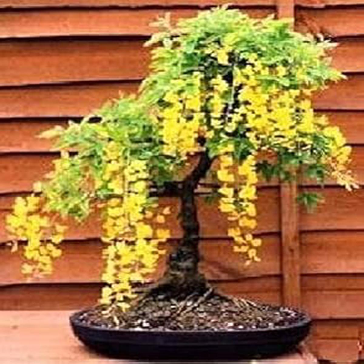 Yellow Ambizu Flower Seeds for Planting  Vibrant Blooms for Home & Garden