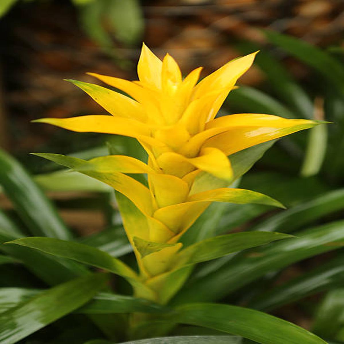 Yellow Bromeliad Seeds Heirloom, Non-GMO, High Germination Organic Garden Seeds for Planting