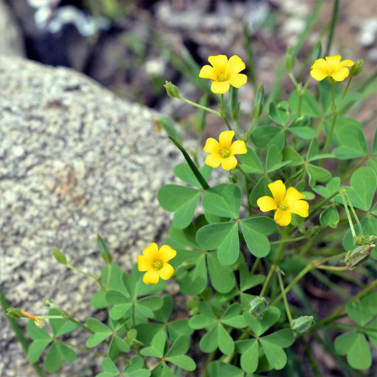 African Oxalis Flower Seeds for Planting  Compact Growth, Heirloom & Non-GMO Organic Garden Seeds