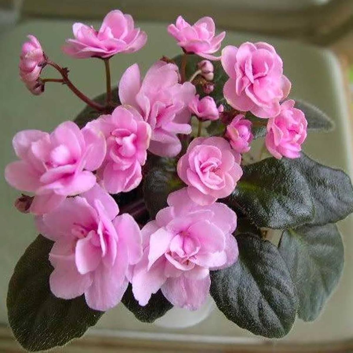 African Violet Light Pink Flower Seeds for Planting - Heirloom, Non-GMO, High Germination Organic Garden Seeds