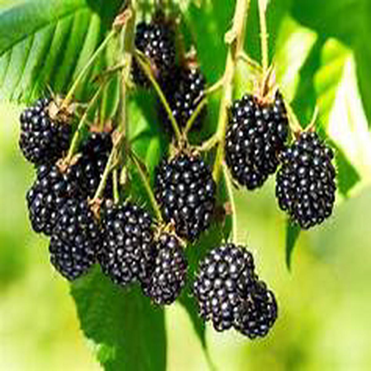 Blackberry Fruit Seeds for Planting Heirloom & Non-GMO Garden seeds, rich berries for homegrown harvests