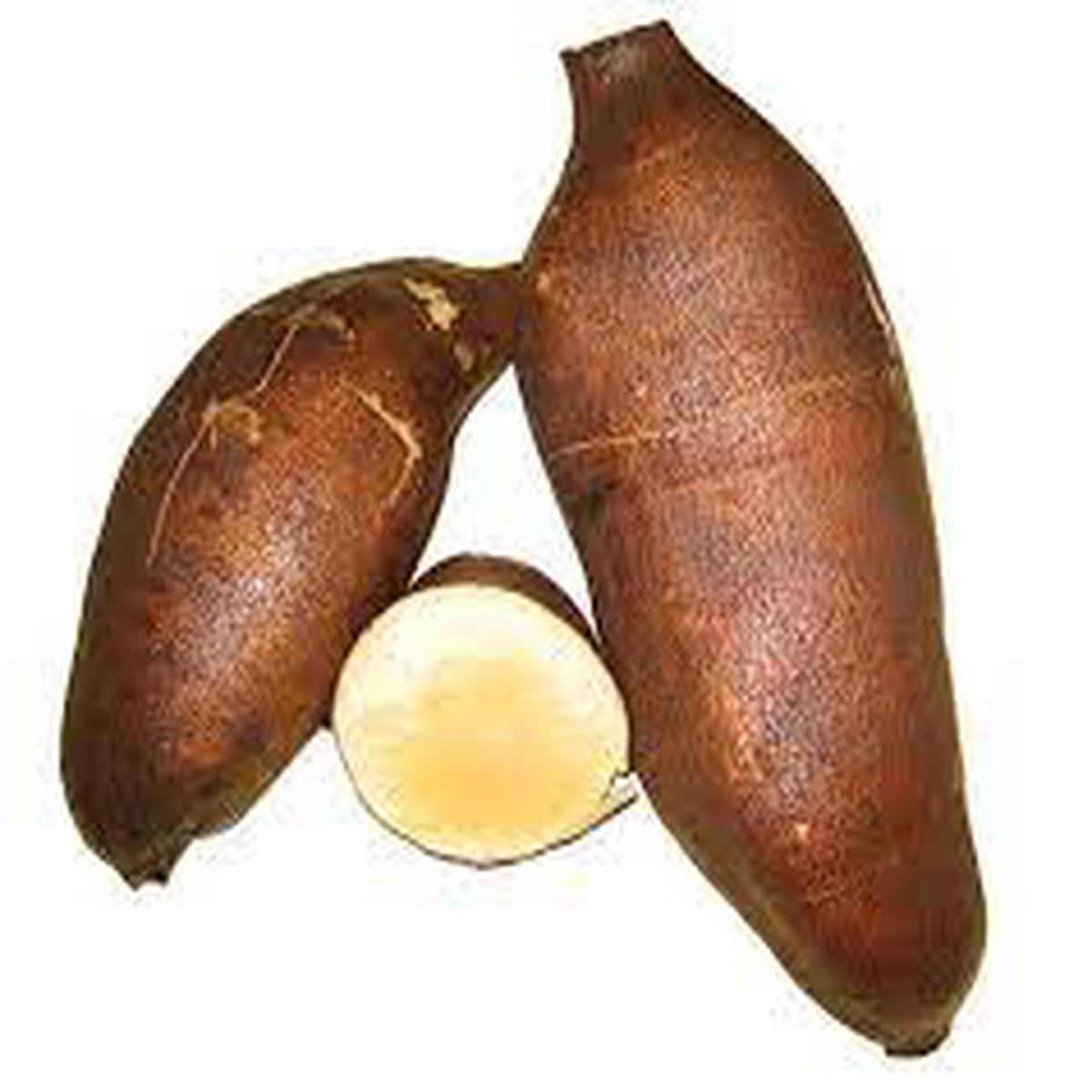 Cajamarca Yacon Seeds for Planting  Heirloom & Non-GMO seeds, sweet tuber for health-conscious growers  100 pcs