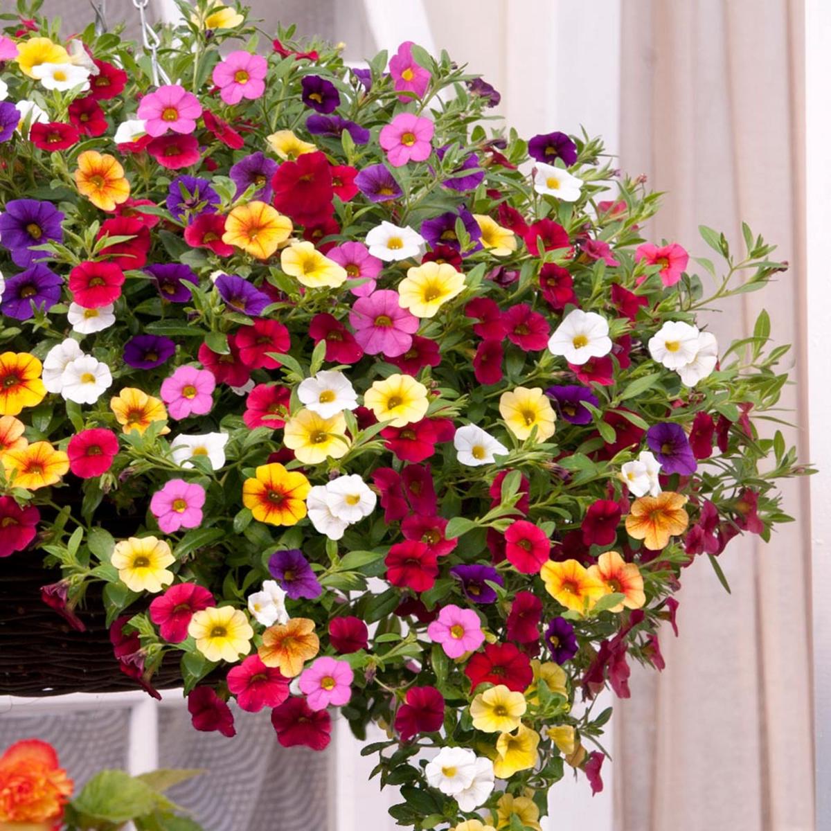 Calibrachoa Flower Seeds Heirloom, Non-GMO, Vibrant Colors