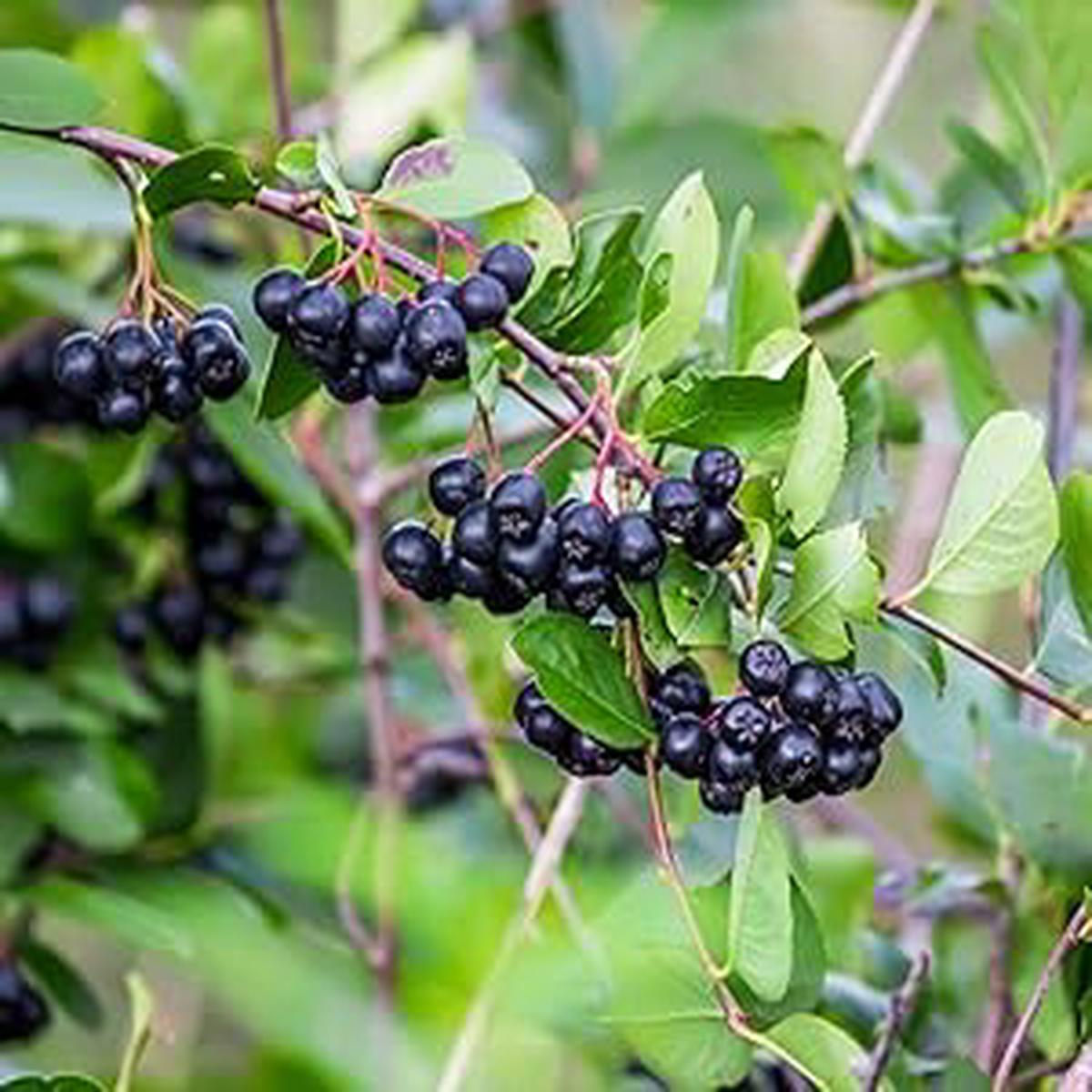 Chokeberry fruit seeds for planting  Heirloom & Non-GMO garden seeds for antioxidant-rich home harvests