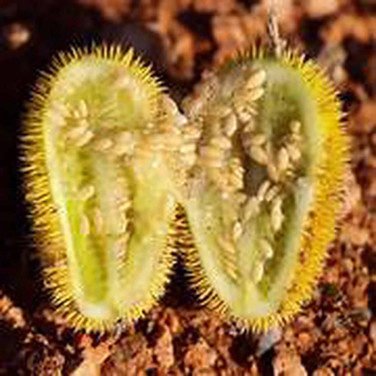 Cucumis Dipsaceus fruit seeds for planting - Heirloom & Non-GMO Garden seeds