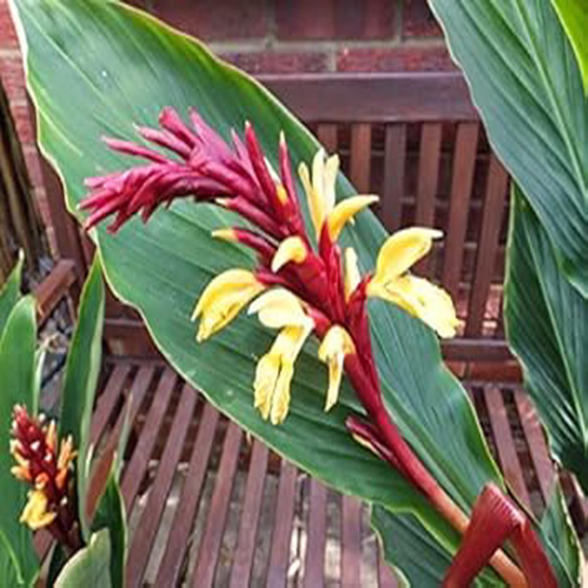 Green Cautleya Spicata Herb Seeds for Planting  Heirloom, Non-GMO, Organic Garden Seeds with High Germination