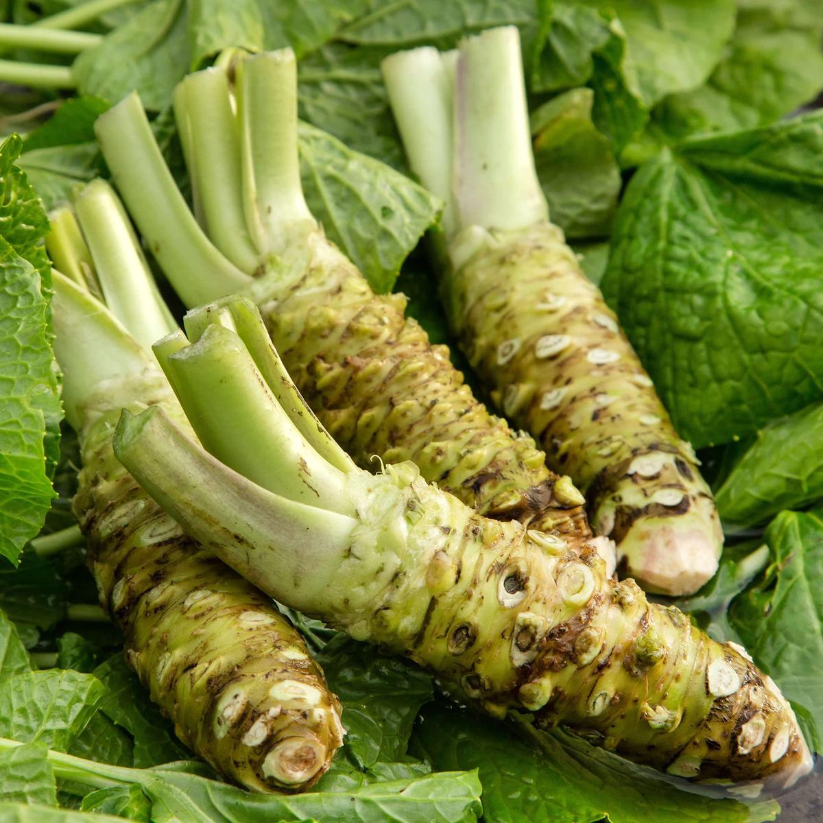 Green Horseradish Seeds for Planting Heirloom, Non-GMO, High Germination Organic Root Seeds