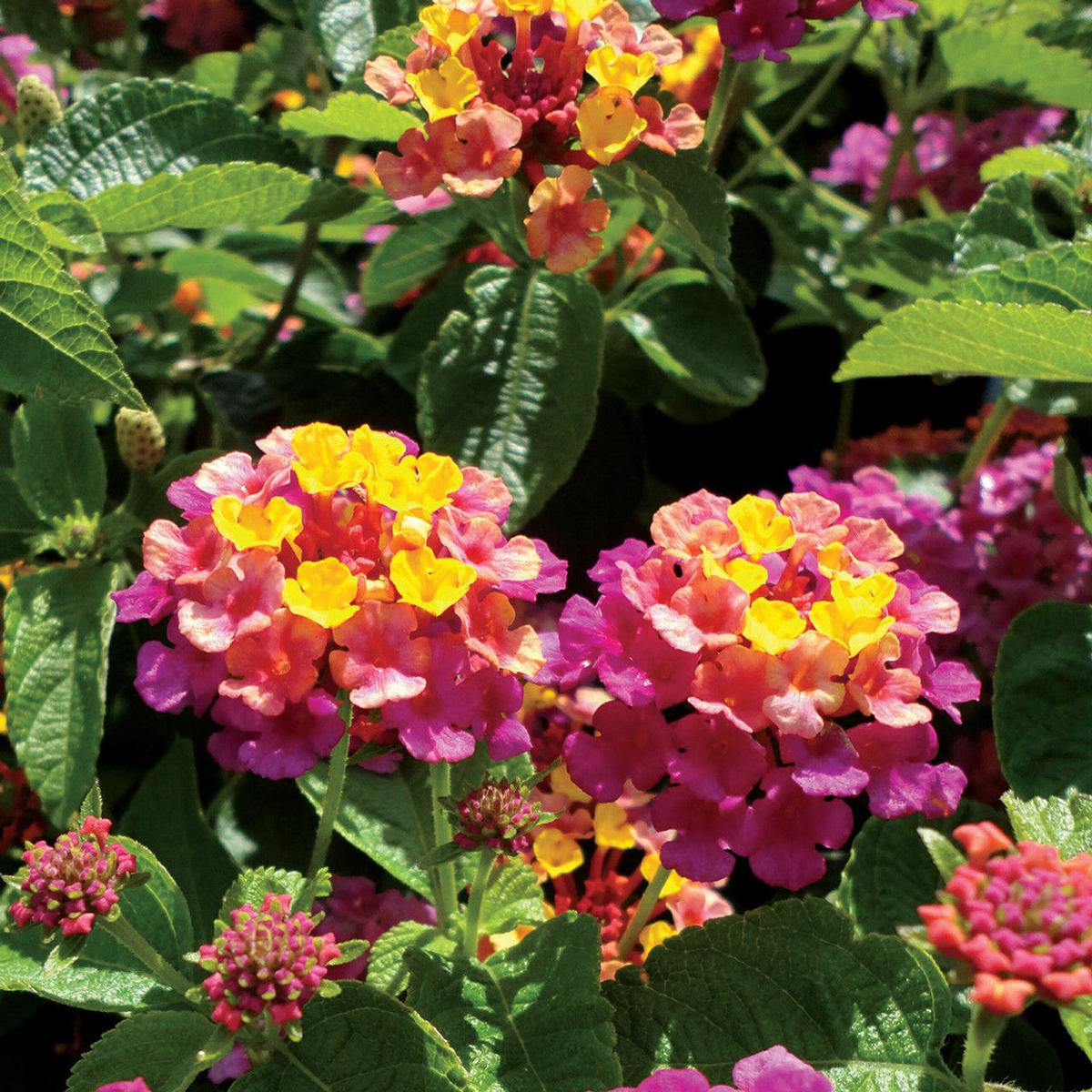 Mixed Rose Lantana Flower Seeds for Planting Wildflower Mix, Heirloom & Non-GMO Seeds