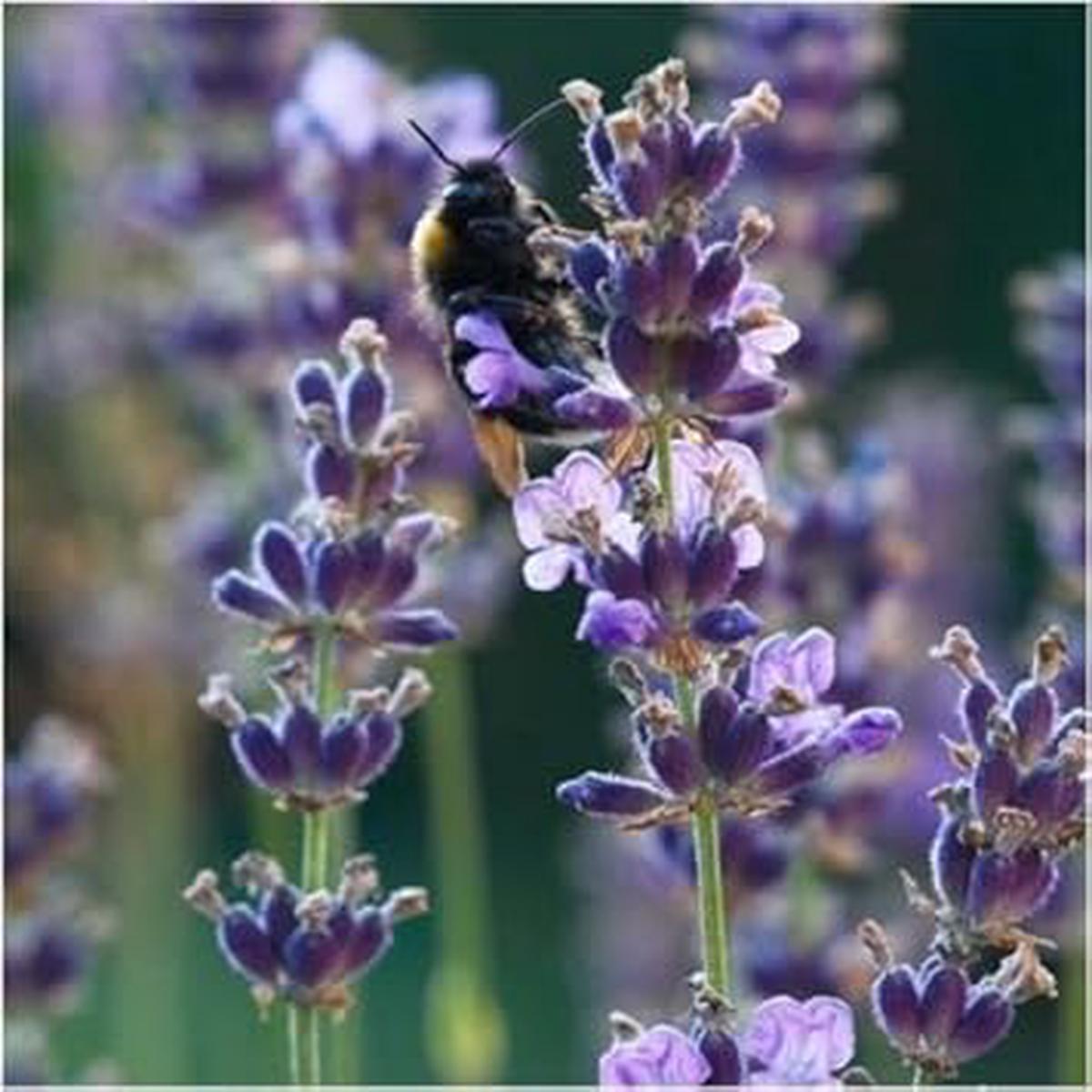 Purple Lavandula Angustifolia Lavender Herb Seeds for Planting  Heirloom, Non-GMO, Organic Garden Seeds with High Germination