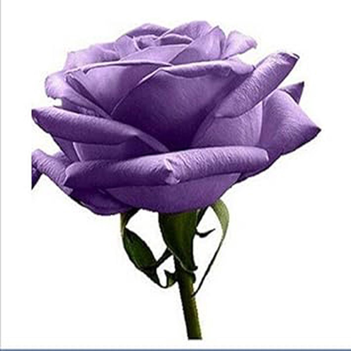 Violet Rose Edge Flower Seeds for Planting | Heirloom Non-GMO High Germination