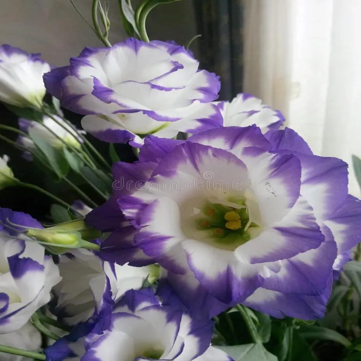 Violet White Eustoma (Lisianthus) Flower Seeds for Planting Heirloom Non-GMO, High Germination