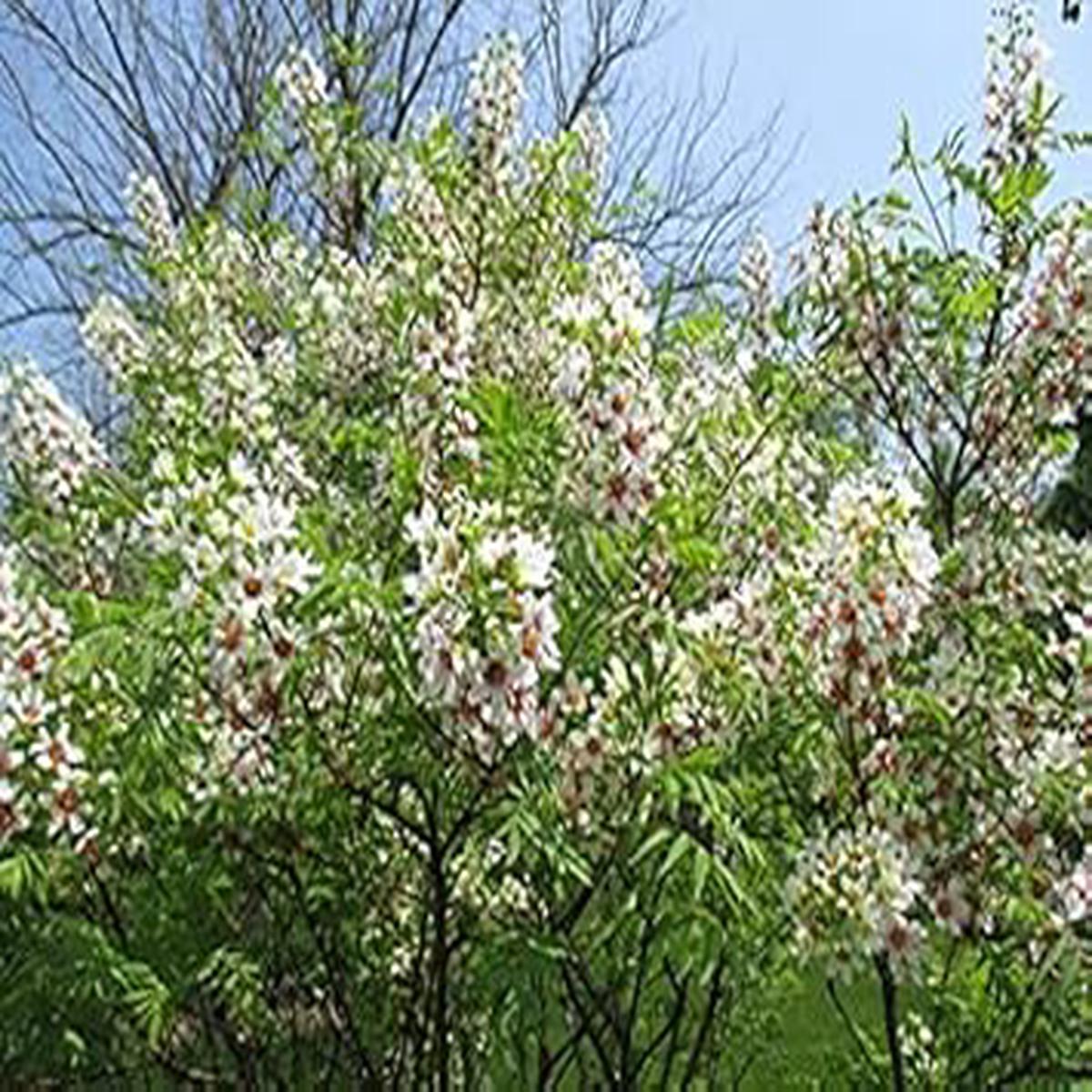 Yellowhorn Tree Seeds (Xanthoceras Sorbifolium) Sun-Loving Heirloom Non-GMO Seeds for Garden Planting