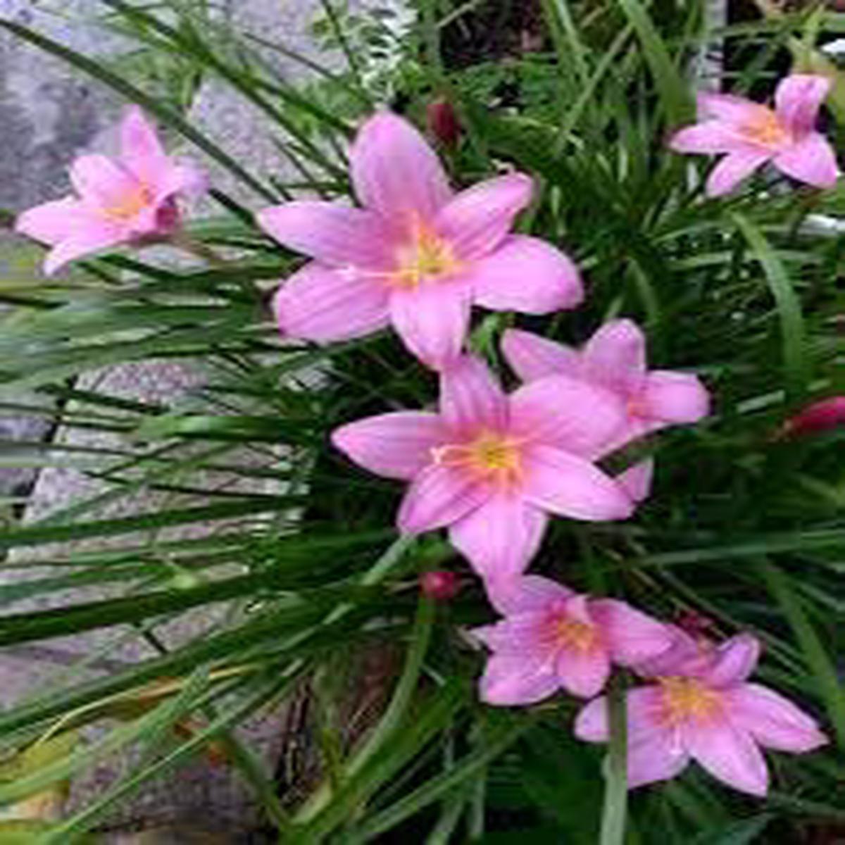Zephyranthes Flower Seeds for Planting Cut Flower Favorite, Heirloom, Non-GMO, High Germination Organic Garden Seeds
