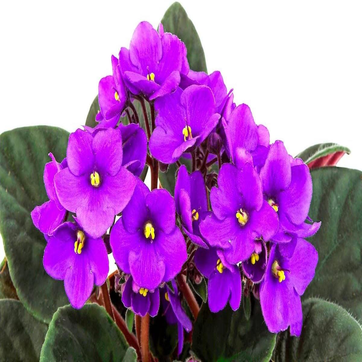 African Violet Flower Seeds for Planting Heirloom, Non-GMO, Long Bloom Season Organic Garden Seeds