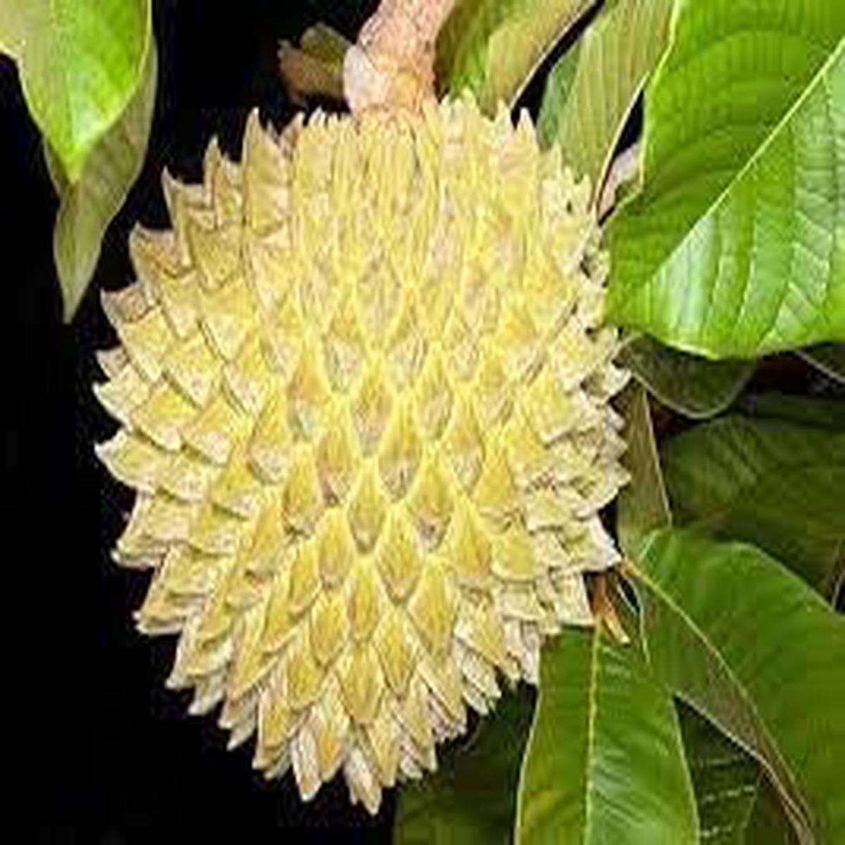 Annona Purpurea fruit seeds for planting Heirloom & Non-GMO garden seeds, rare exotic fruit variety