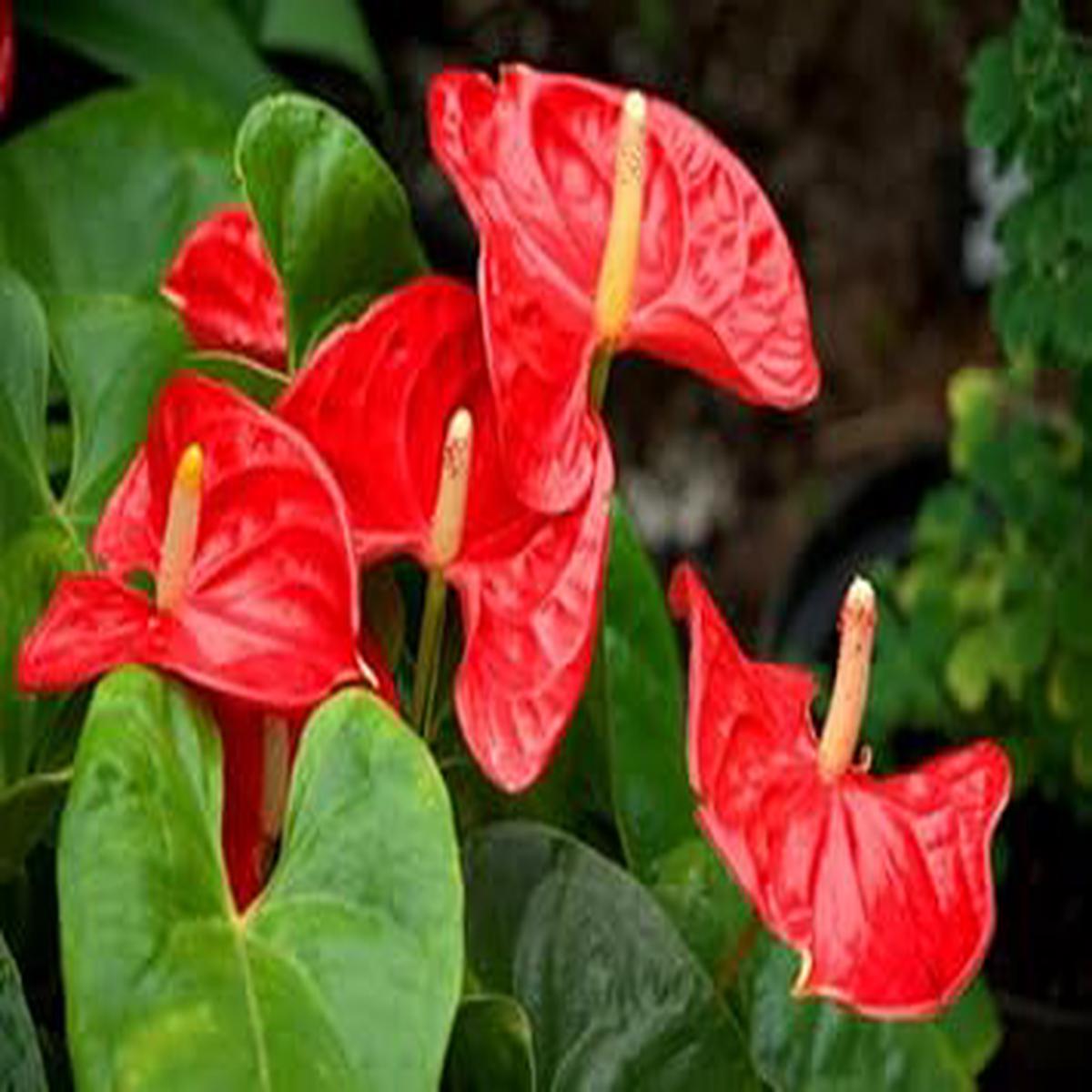 Anthurium Flower Seeds for Planting Compact Growth, Heirloom, Non-GMO, High Germination Garden Seeds