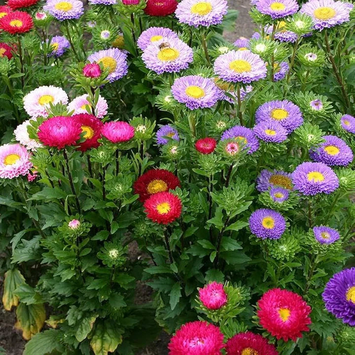 Aster Matsumoto Flower Seeds for Planting Heirloom & Non-GMO Annual Cut Flower Variety
