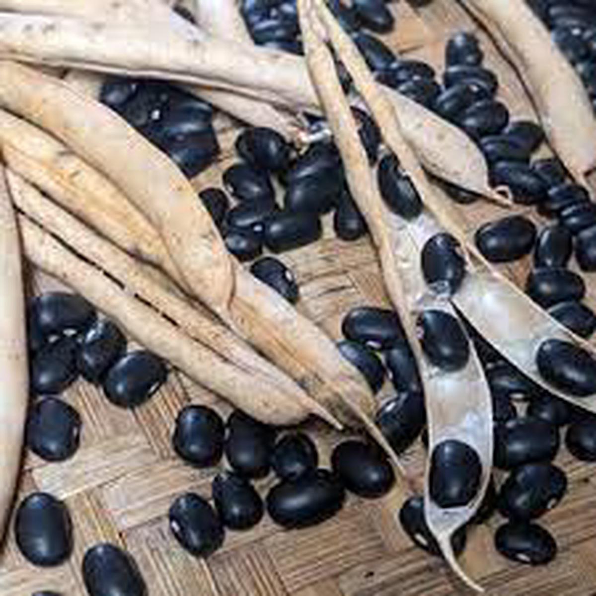 Black White Okra Bean Seeds  Heirloom Non-GMO Unique Vegetable Garden Seeds for Planting, High Germination