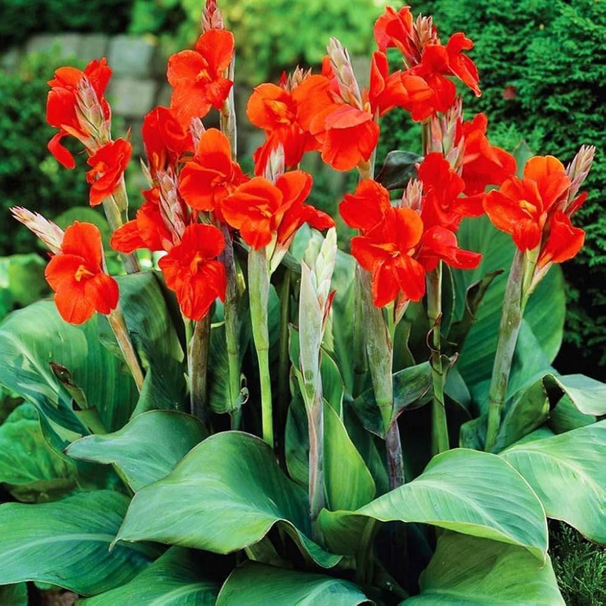 Canna Flower Seeds for Planting Vibrant Tropical Blooms for Garden & Landscape