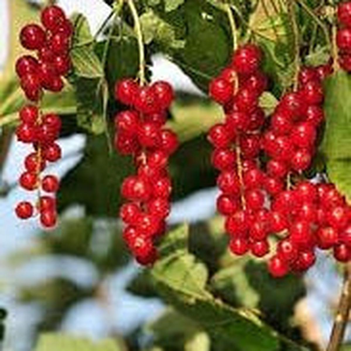 Cereum Edible Berry flower seeds for planting - Heirloom & Non-GMO Garden seeds, aromatic and healthy fruits