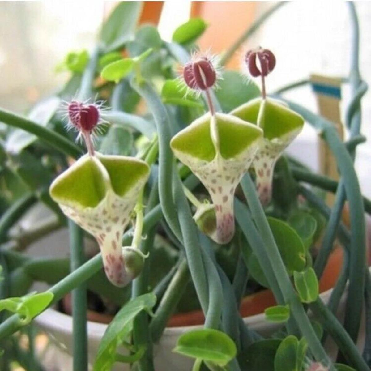 Ceropegia Flower Seeds for Planting Heirloom, Non-GMO, High Germination Organic Garden Seeds