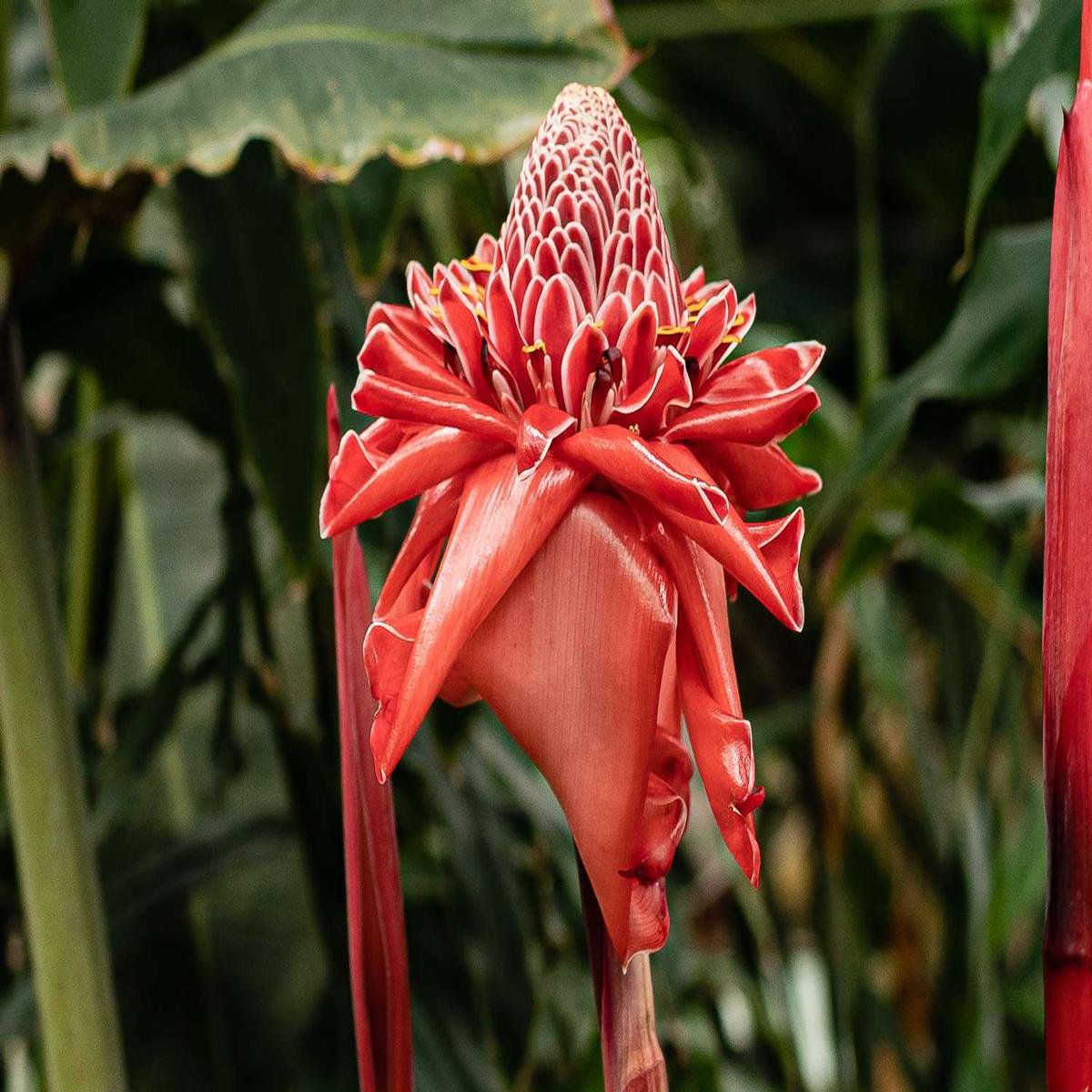 Etlingera Elatior Mixed Colour Flower Seeds for Planting Heirloom, Non-GMO, High Germination