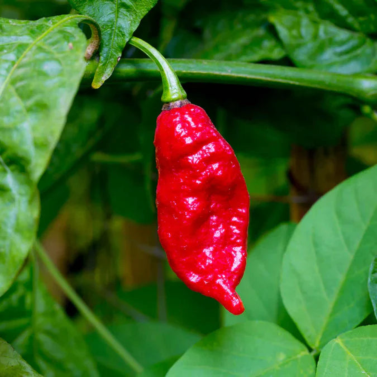 Ghost Pepper Seeds for Planting Heirloom, Non-GMO, Extremely Hot Chili Peppers High Germination