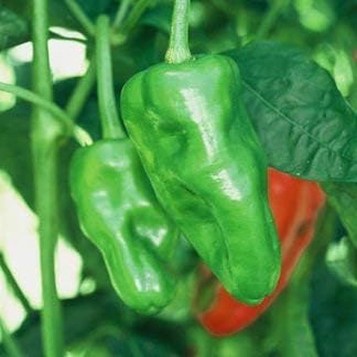 Green Padron Pepper Seeds for Planting Heirloom & Non-GMO Garden Seeds