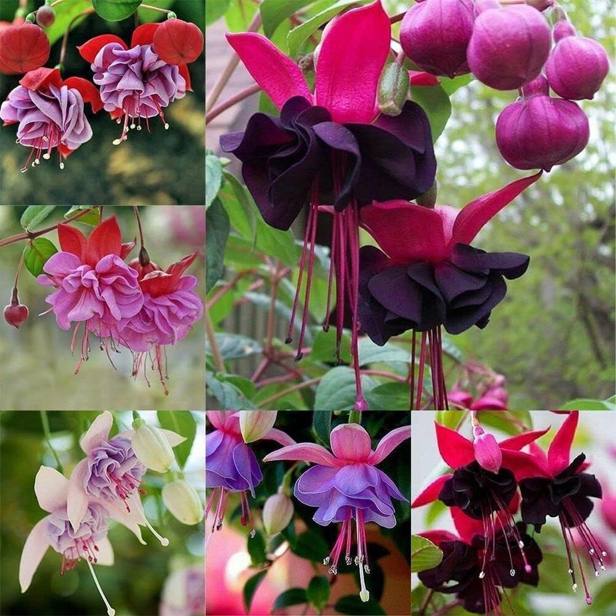 Heirloom Fuchsia Flower Seeds for Planting Non-GMO, High Germination Organic Trailing Garden Seeds