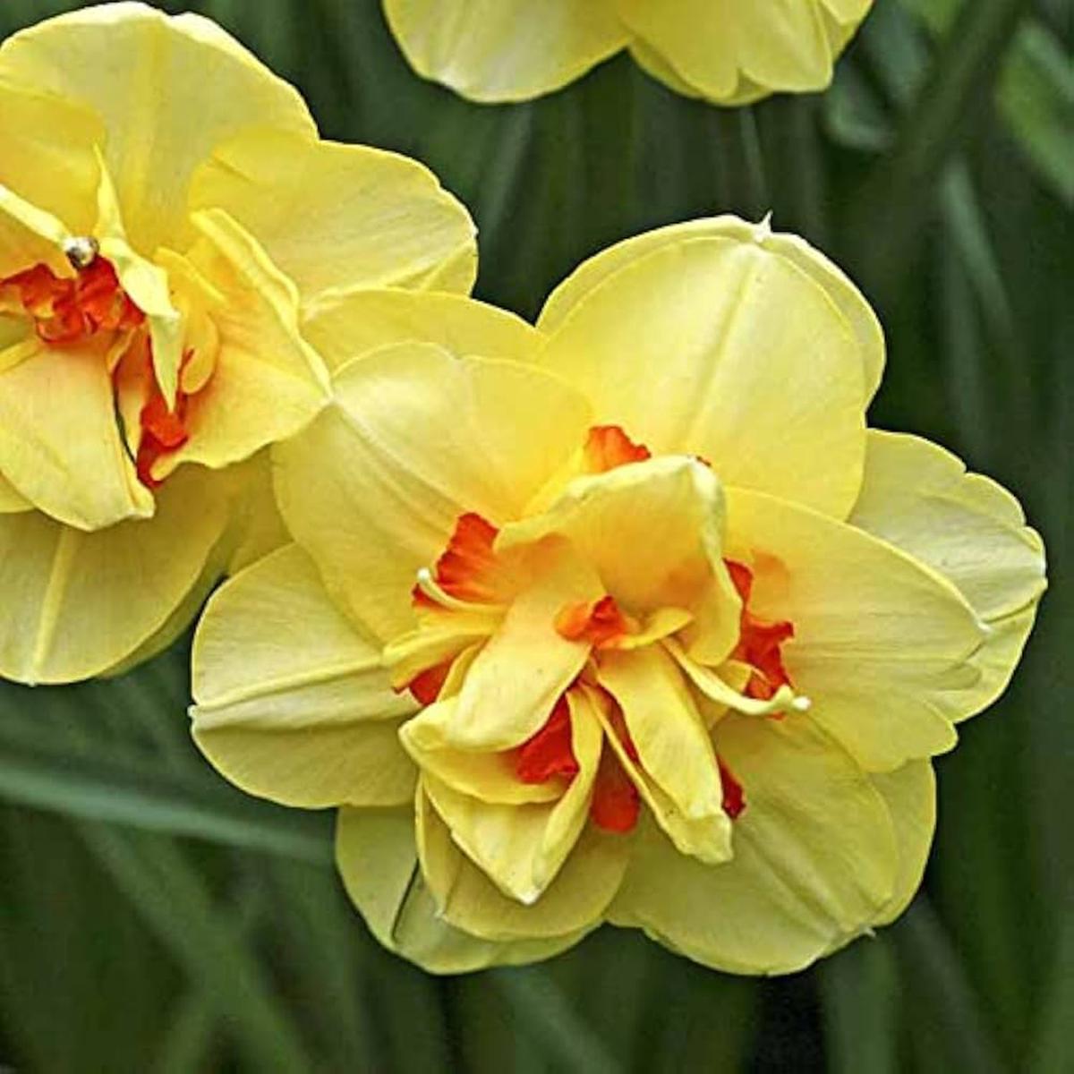 Light Yellow Red Narcissus Flower Seeds for Planting Heirloom Non-GMO High Germination Seeds
