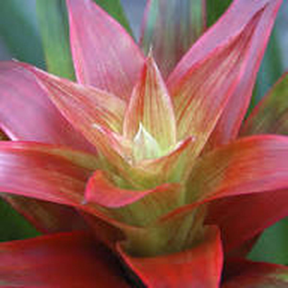 Orange Bromeliad Tillandsia Bulbosa Flower Seeds for Planting | Heirloom Non-GMO High Germination