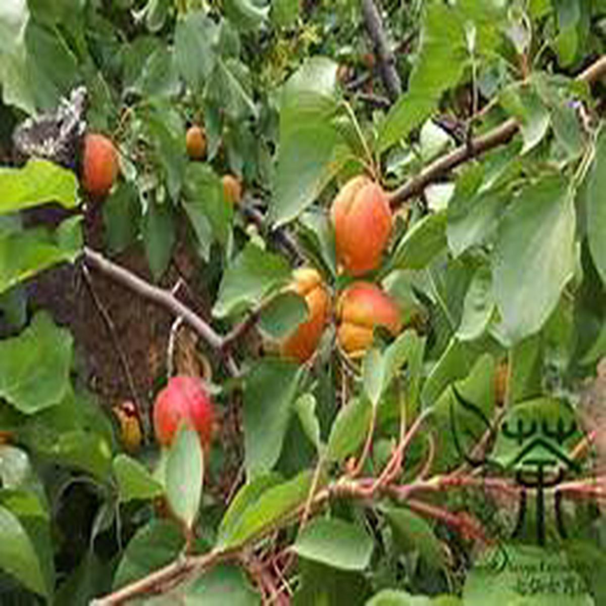 Siberian fruit seeds for planting  Heirloom & Non-GMO garden seeds, hardy cold-climate varieties for home gardens