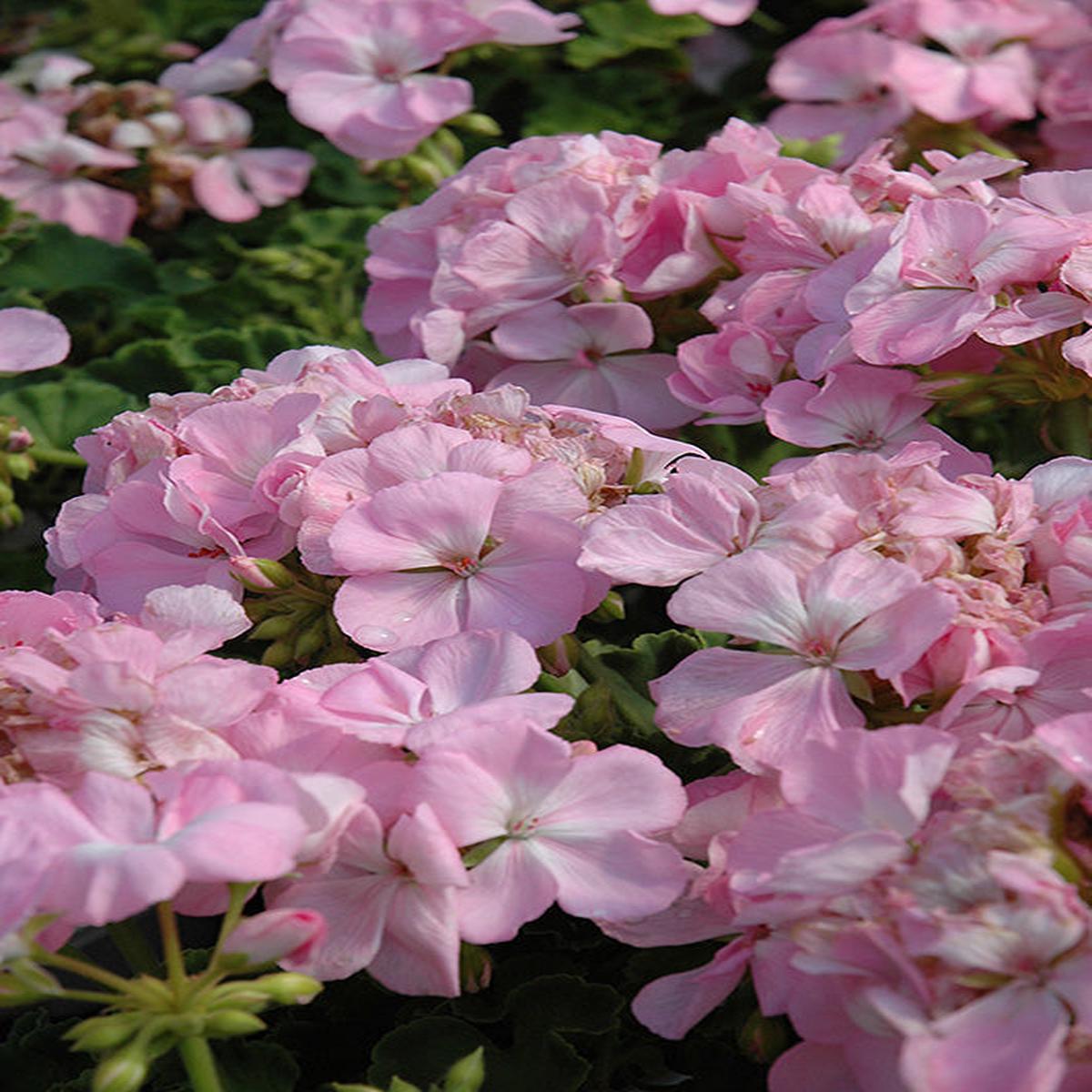 Soft Pink Pelargonium Flower Seeds for Planting Heirloom, Non-GMO, High Germination