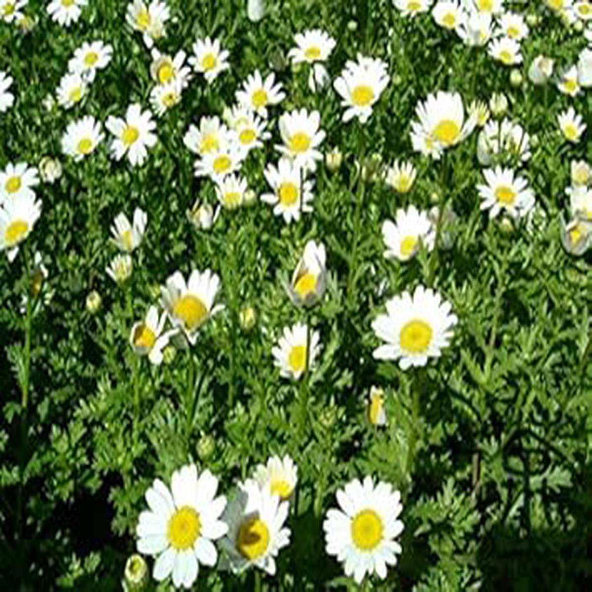 White Paludosum Flower Seeds for Planting  Heirloom, Non-GMO, High Germination Organic Garden Seeds