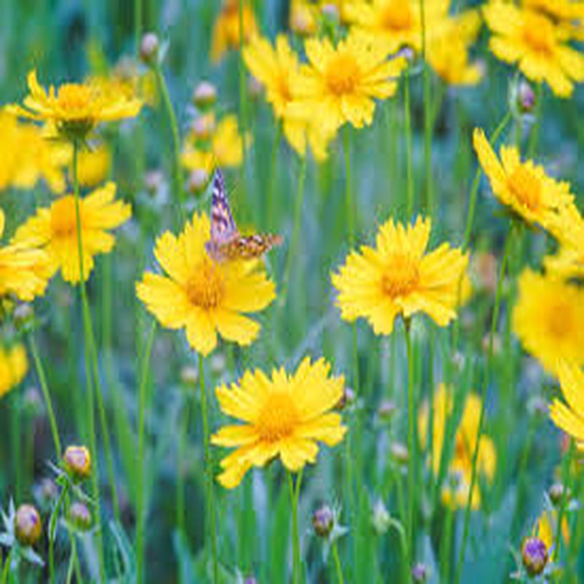 Yellow Coreopsis Flower Seeds for Planting Wildflower Mix, Heirloom, Non-GMO, High Germination, 100pcs