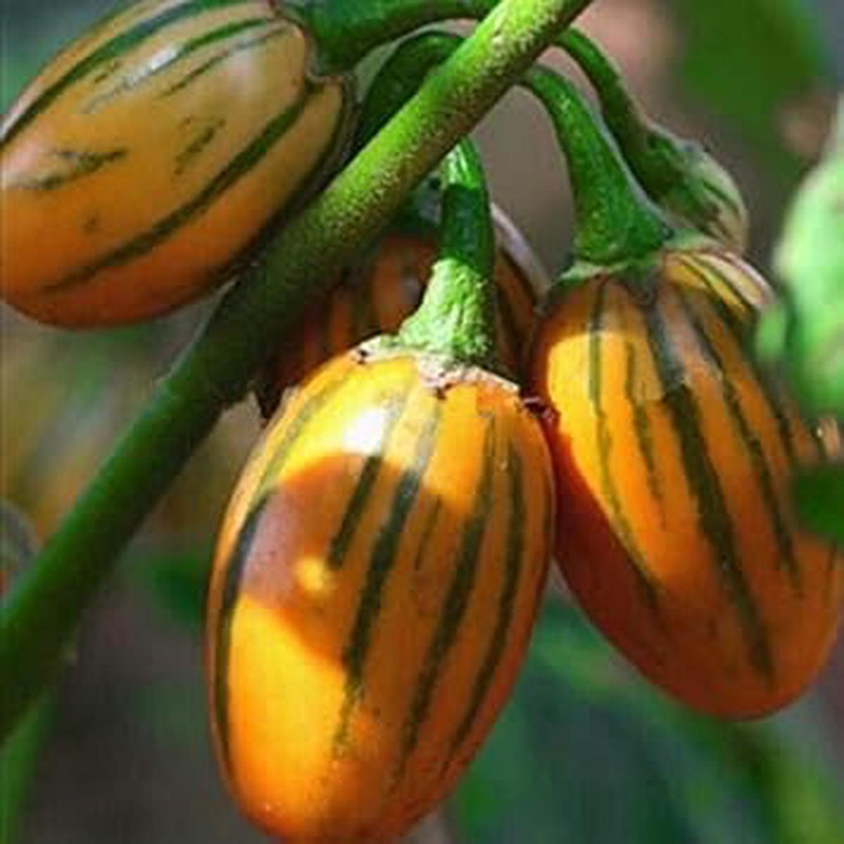 Yellow Eggplant Seeds for Planting  Heirloom & Non-GMO Vegetable Seeds for Rare and Vibrant Harvests