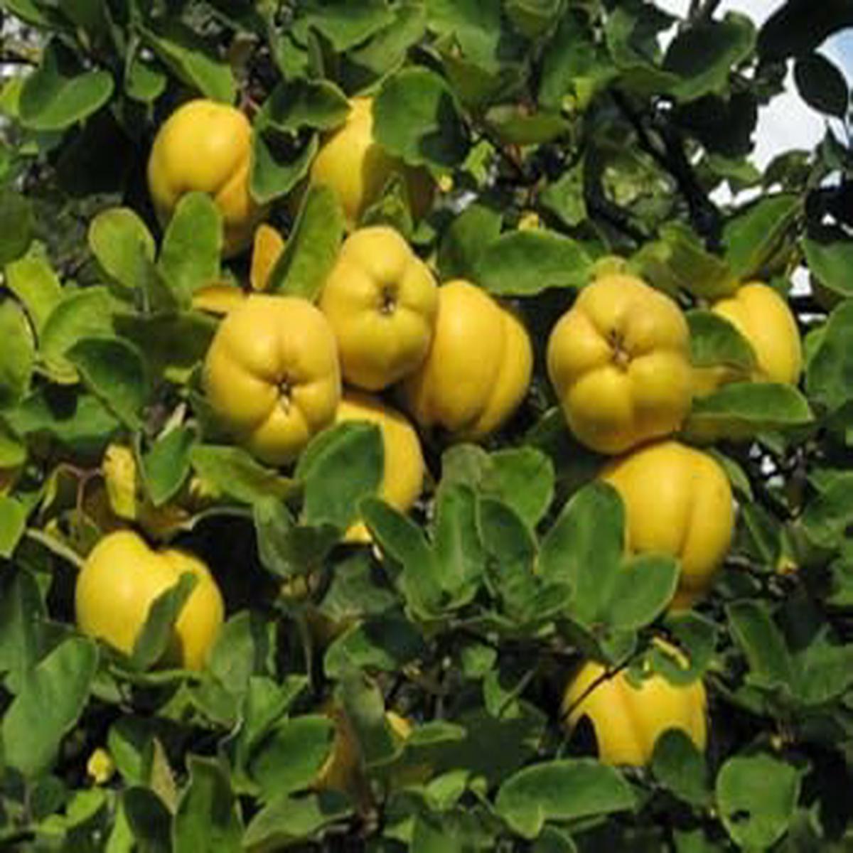Yellow Quince fruit seeds for planting - Heirloom & Non-GMO Garden seeds, fragrant fruit variety for garden landscapes