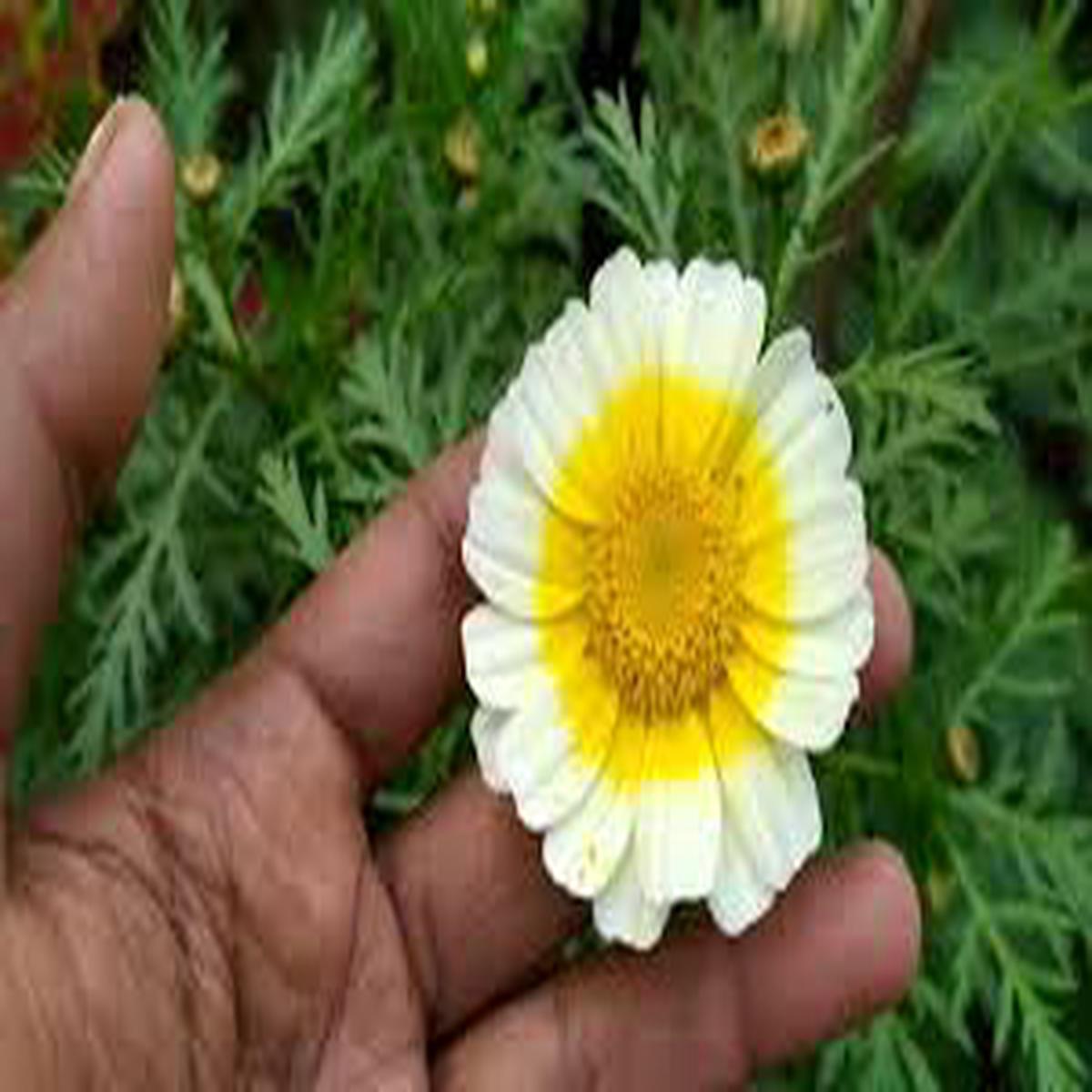 Yellow White Chrysanthemum Flower Seeds for Planting Hardy Variety, Heirloom, Non-GMO, High Germination, 100pcs