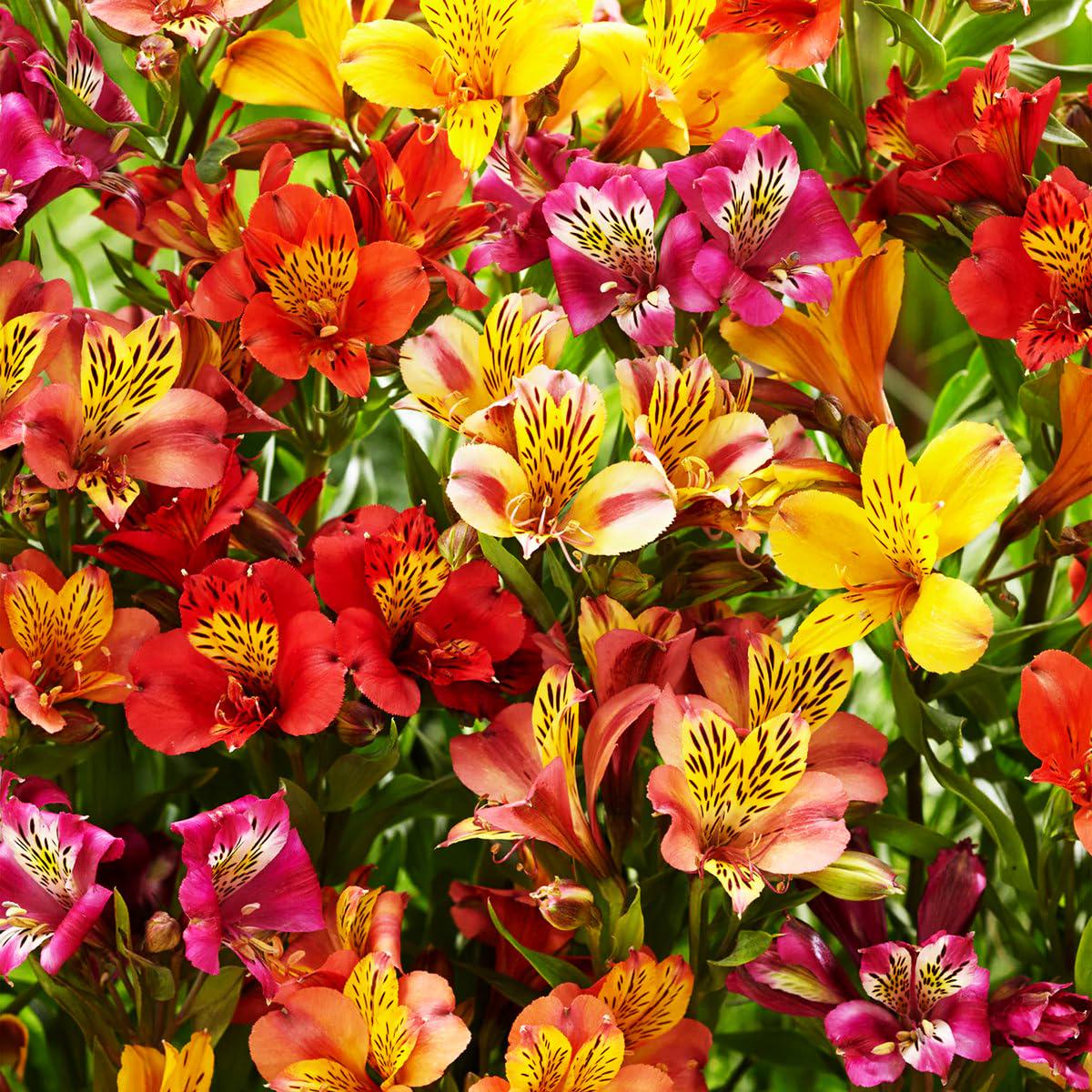 Alstroemeria Aurantiaca Flower Seeds for Planting Garden Favorite Heirloom Non-GMO High Germination Organic Garden Seeds