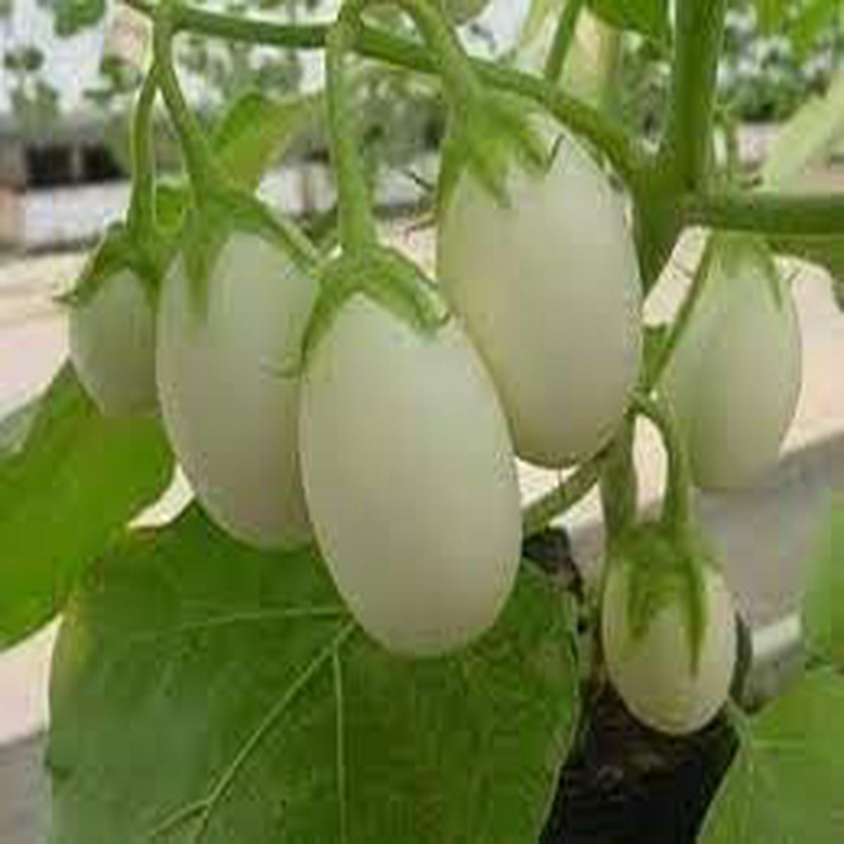 Berenjena Blanca Seeds for Planting  Heirloom Non-GMO High Germination White Eggplant Seeds for Organic Gardens