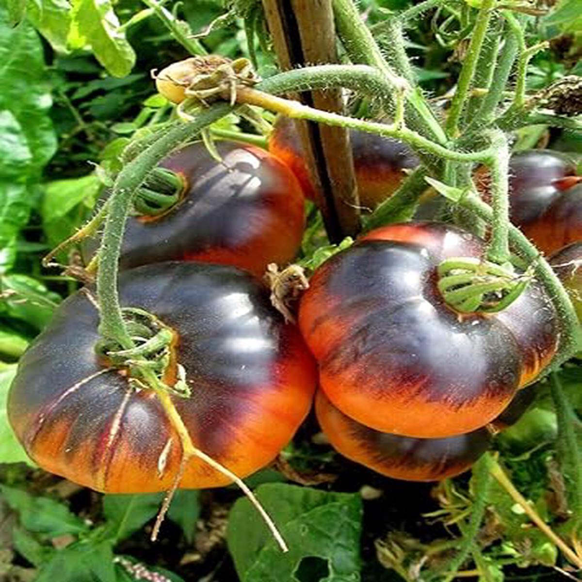 Black Orange Tomato Seeds for Planting  Heirloom, Non-GMO, Rich Organic Garden Seeds for Unique Varieties