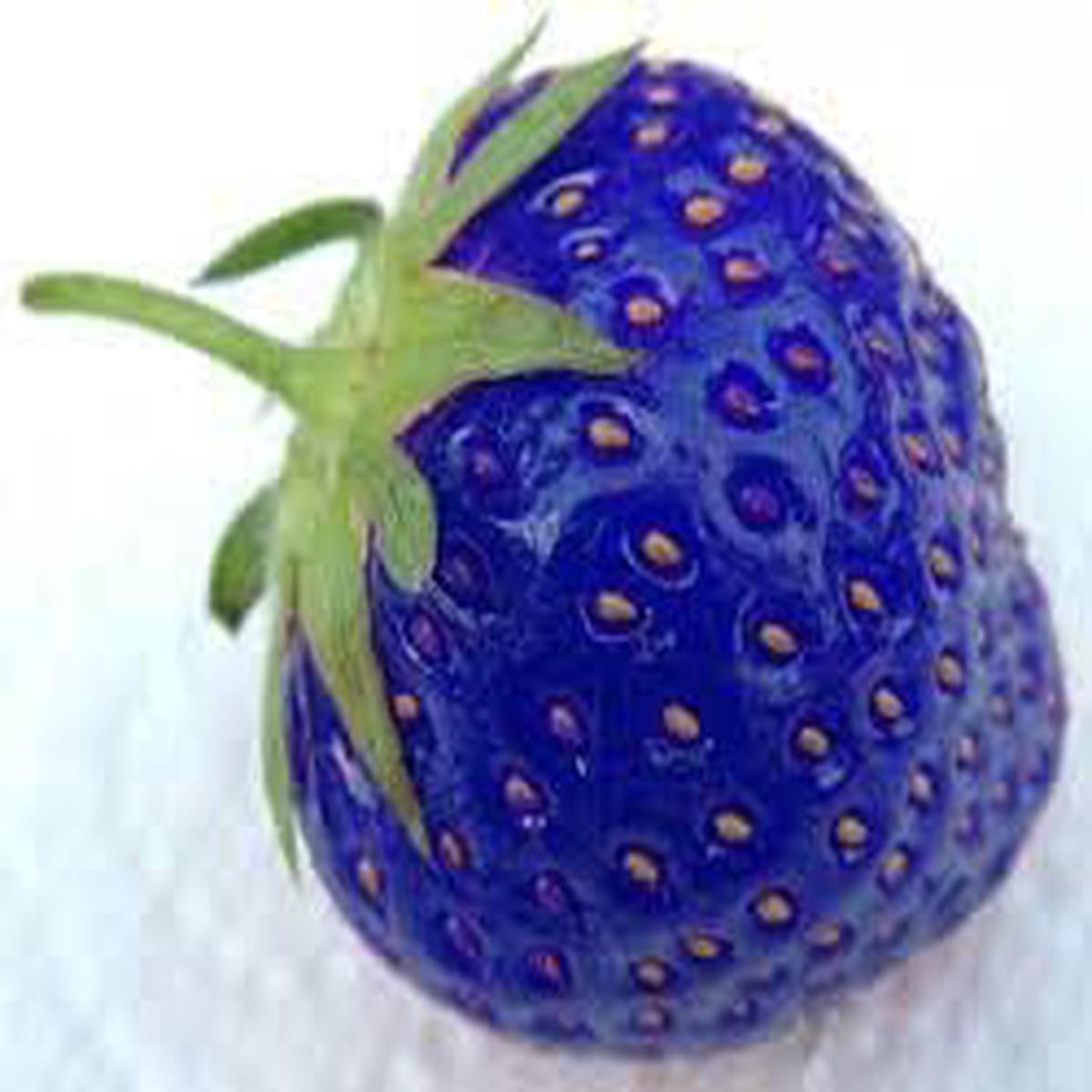 Blue Strawberry fruit seeds for planting - Heirloom & Non-GMO Garden seeds, unique sweet berry variety for gardens