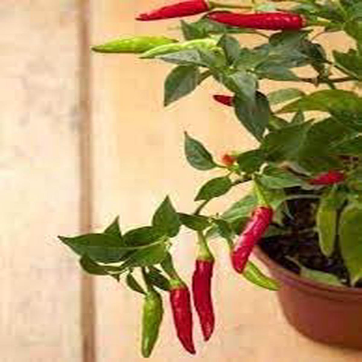 Chilli Seeds for Planting Heirloom, Non-GMO, Spicy Vegetable Seeds for Home Garden