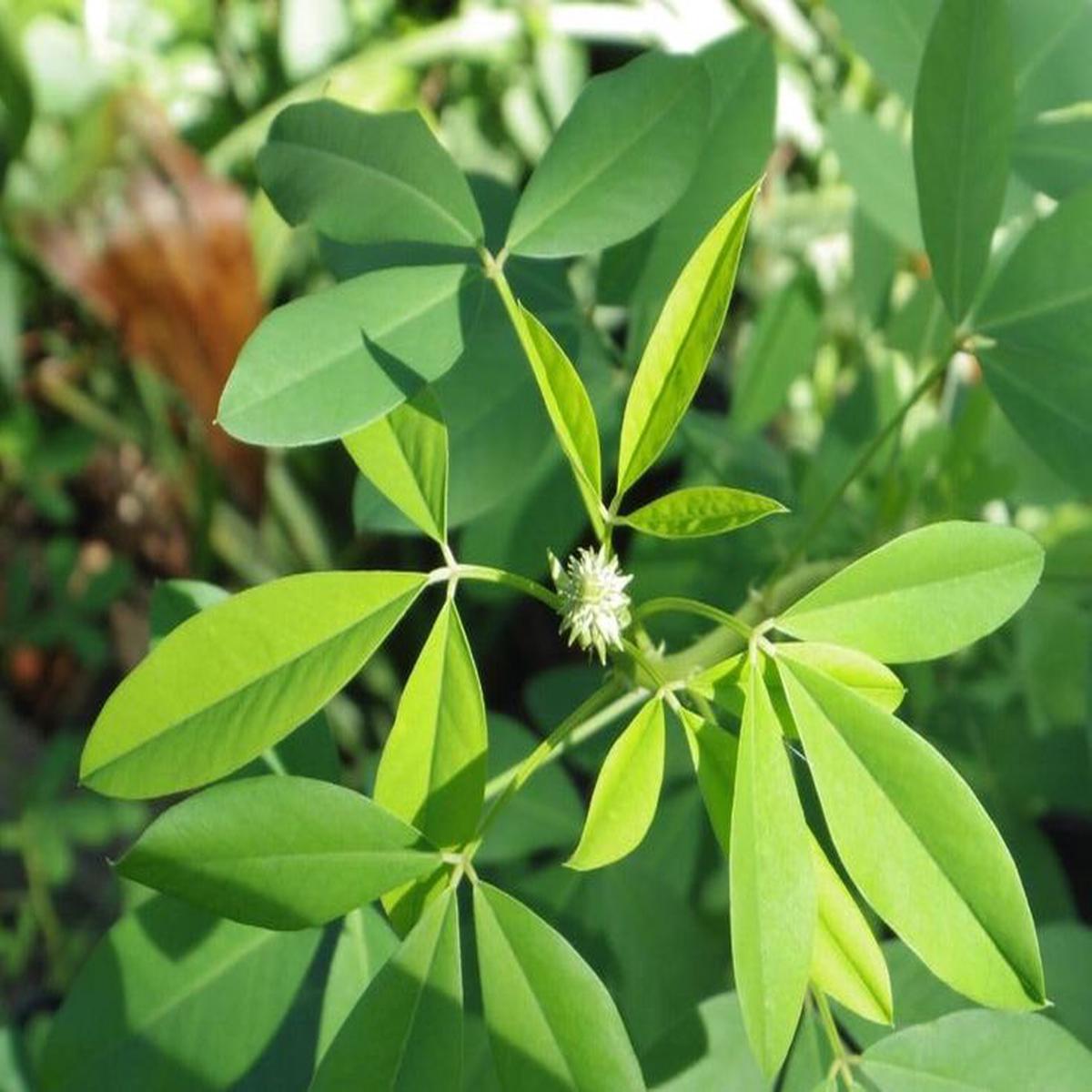 Chipiln Guatemalan Seeds for Planting Heirloom, Non-GMO, Nutritious Leafy Vegetable High Germination